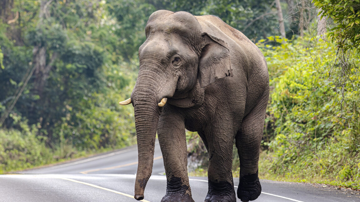 editorial:-mammoth-de-extinction-is-bad-conservation