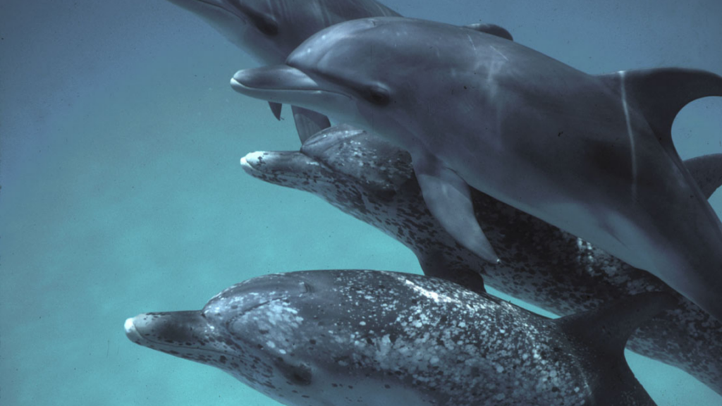 google-created-a-new-ai-model-for-talking-to-dolphins