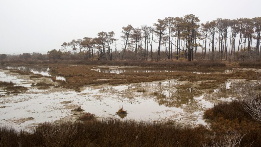 ghost-forests-are-growing-as-sea-levels-rise