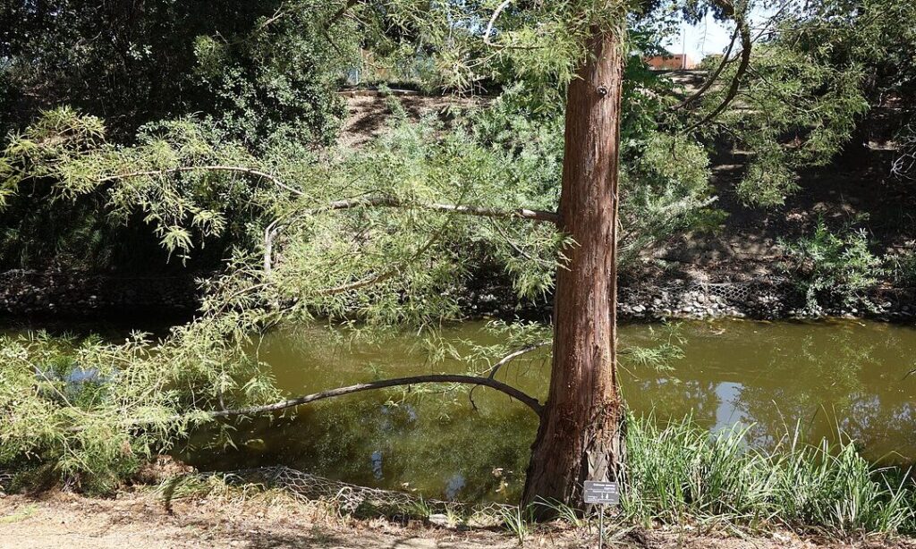 a-2,000-year-old-battle-ended-in-fire,-and-a-tree-species-never-recovered