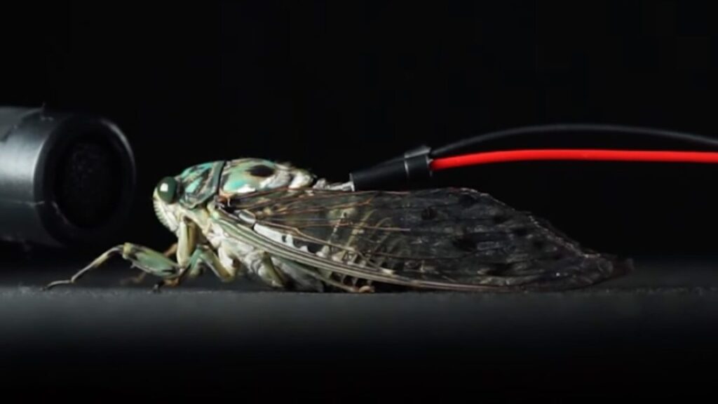 cyborg-cicadas-play-pachelbel’s-canon