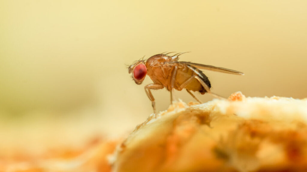 some-flies-go-insomniac-to-ward-off-parasites