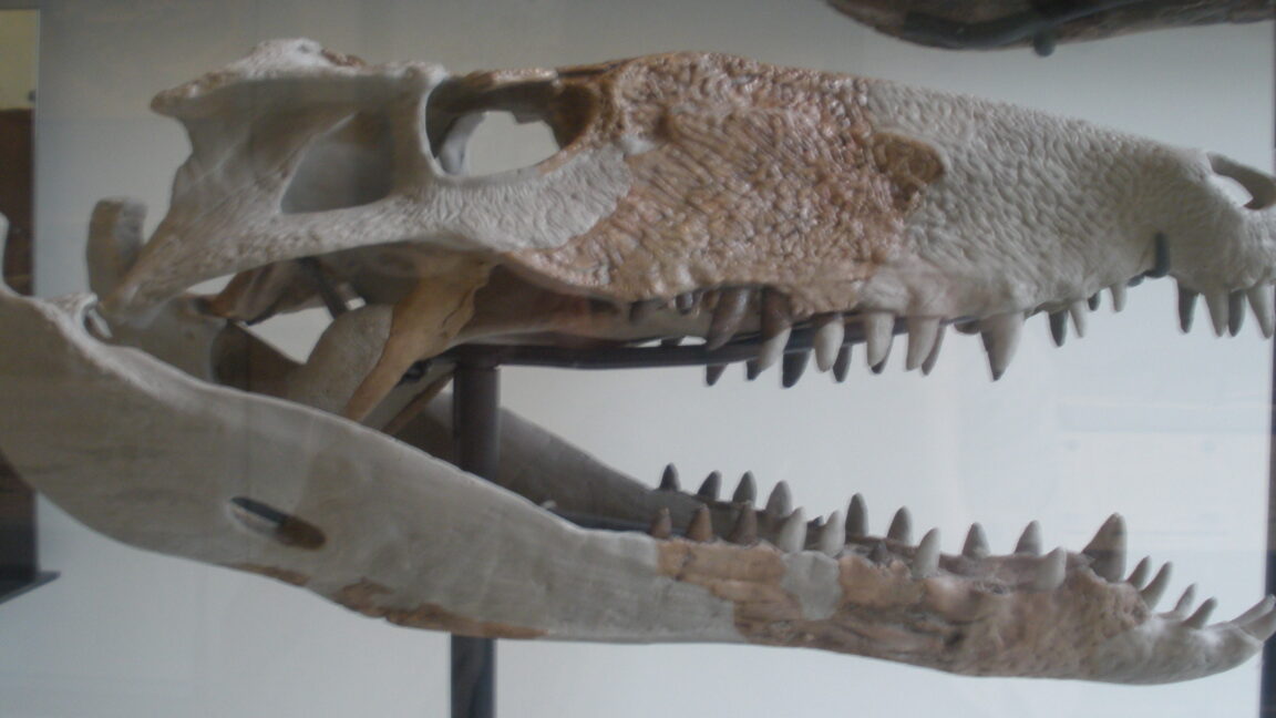 carnivorous-crocodile-like-monsters-used-to-terrorize-the-caribbean