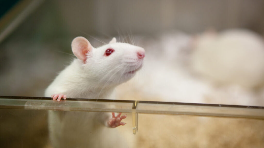scientists-figure-out-how-the-brain-forms-emotional-connections