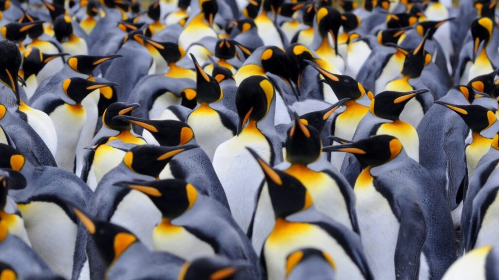 penguin-poop-may-help-preserve-antarctic-climate