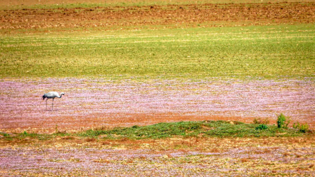 how-farmers-can-help-rescue-water-loving-birds