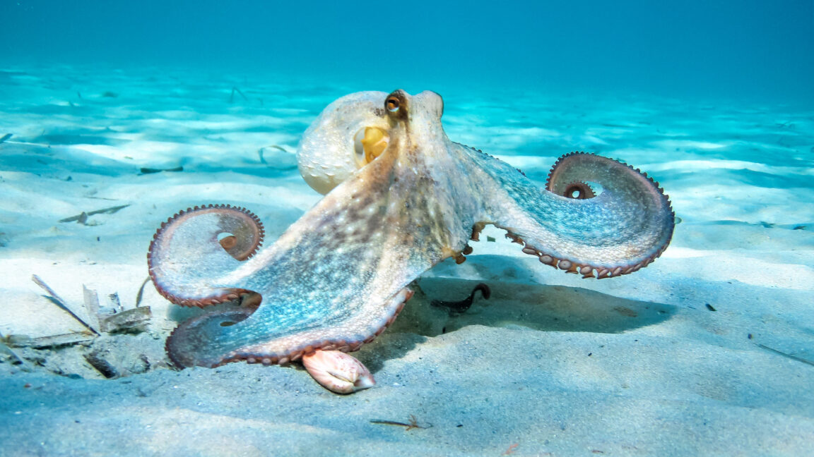 the-nine-armed-octopus-and-the-oddities-of-the-cephalopod-nervous-system