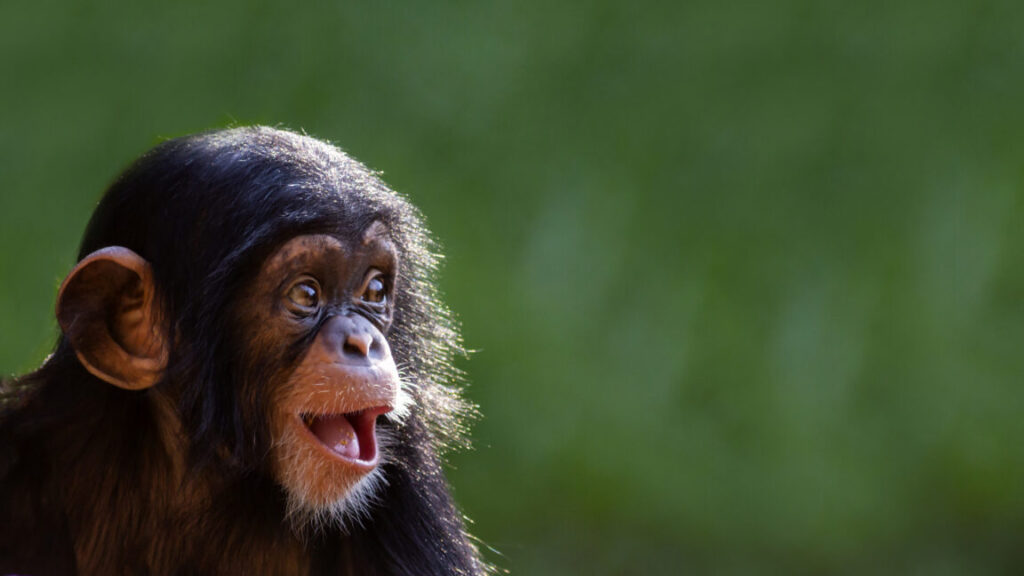 the-“online-monkey-torture-video”-arrests-just-keep-coming