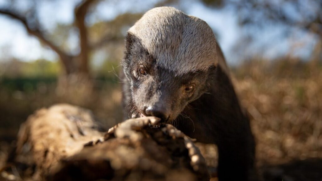 delightfully-irreverent-underdogs-isn’t-your-parents’-nature-docuseries