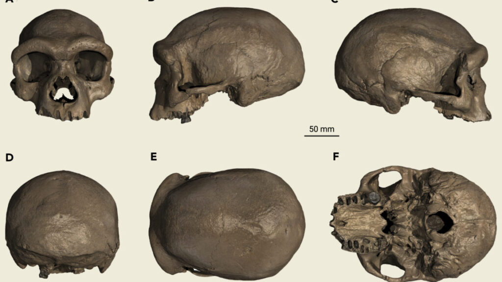 we’ve-had-a-denisovan-skull-since-the-1930s—only-nobody-knew