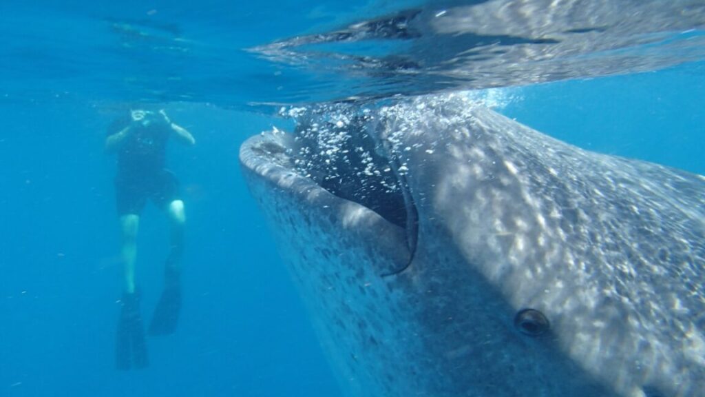 new-body-size-database-for-marine-animals-is-a-“library-of-life”