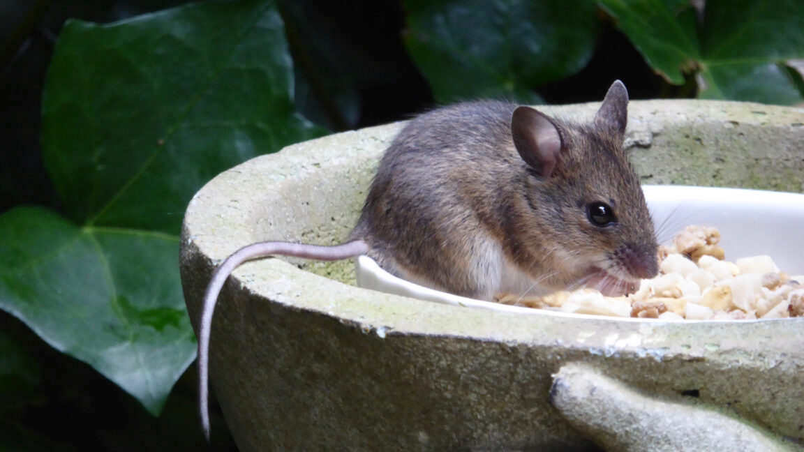 changing-one-gene-can-restore-some-tissue-regeneration-to-mice