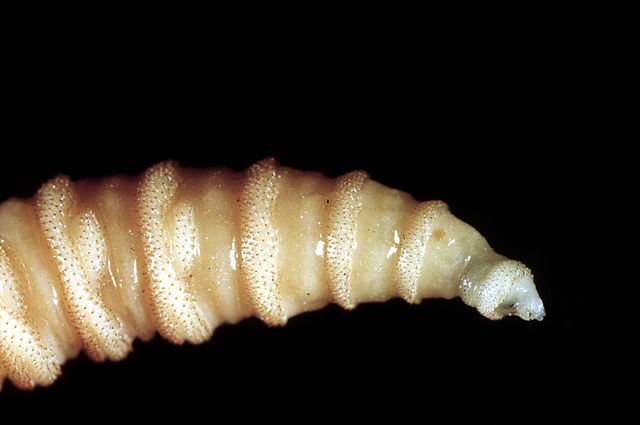 texas-prepares-for-war-as-invasion-of-flesh-eating-flies-appears-imminent