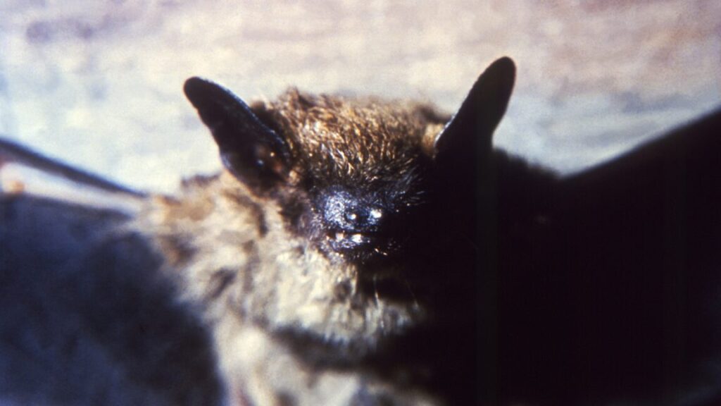 bat-colony-checks-in-to-hotel;-200-guests-check-out,-unaware-of-rabies-scare