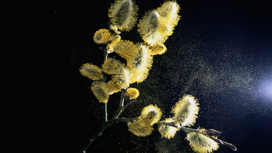 using-pollen-to-make-paper,-sponges,-and-more