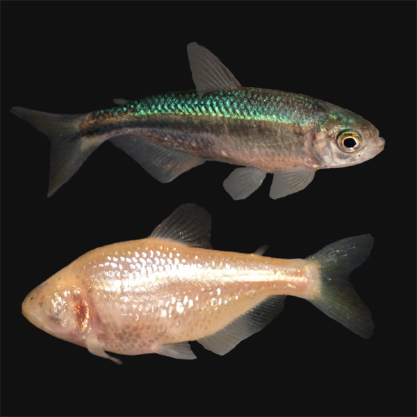 how-the-cavefish-lost-its-eyes—again-and-again