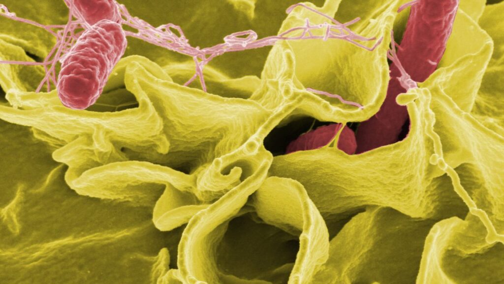 cdc-slashed-food-safety-surveillance,-now-tracks-only-2-of-8-top-infections