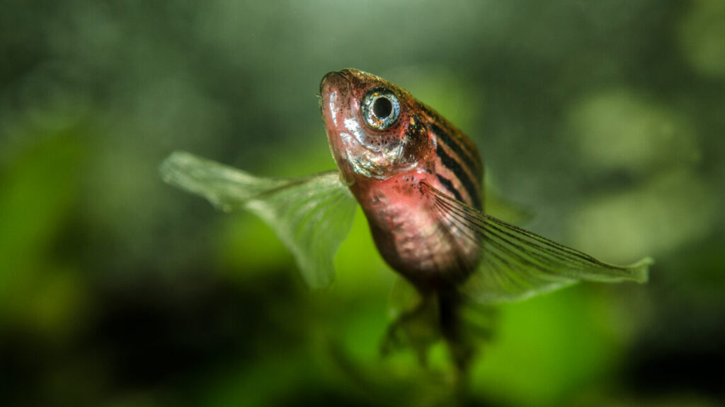 you-can-hold-on-to-your-butts-thanks-to-dna-that-evolved-in-fish