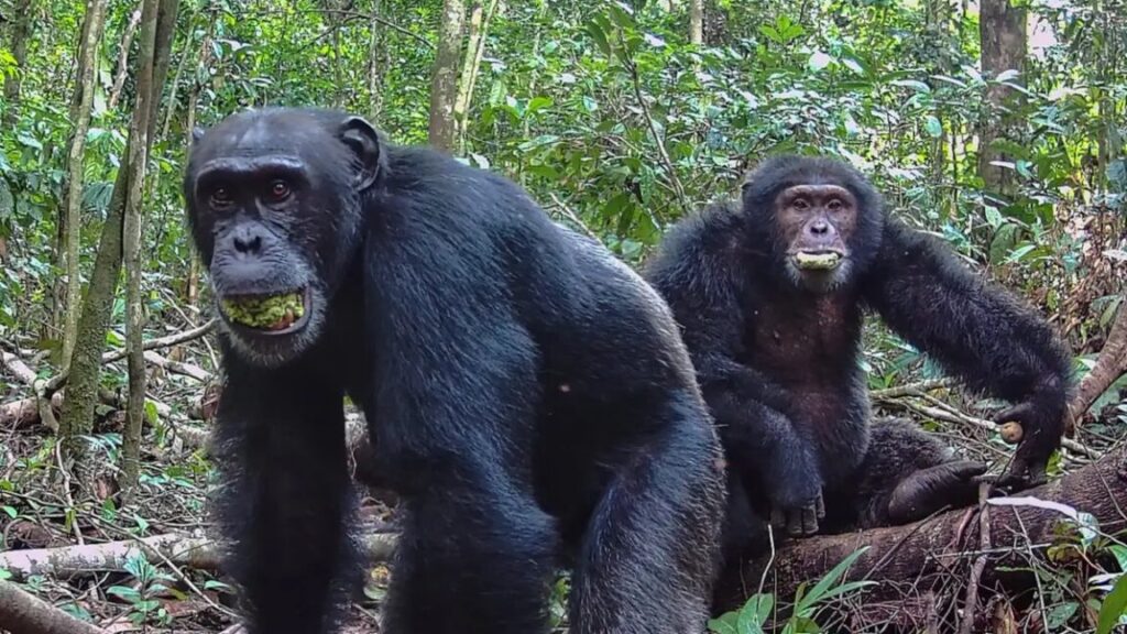 chimps-consume-alcohol-equivalent-of-nearly-2-drinks-a-day
