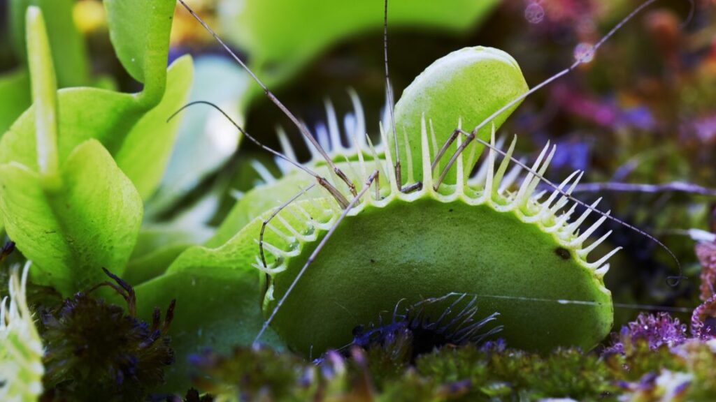 scientists-unlock-secret-to-venus-flytrap’s-hair-trigger-response