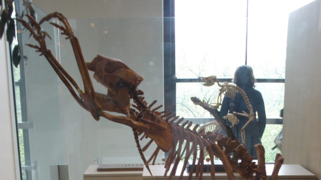 the-first-people-to-set-foot-in-australia-were-fossil-hunters