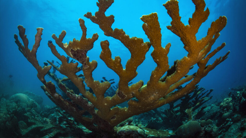 corals-survived-past-climate-changes-by-retreating-to-the-deeps
