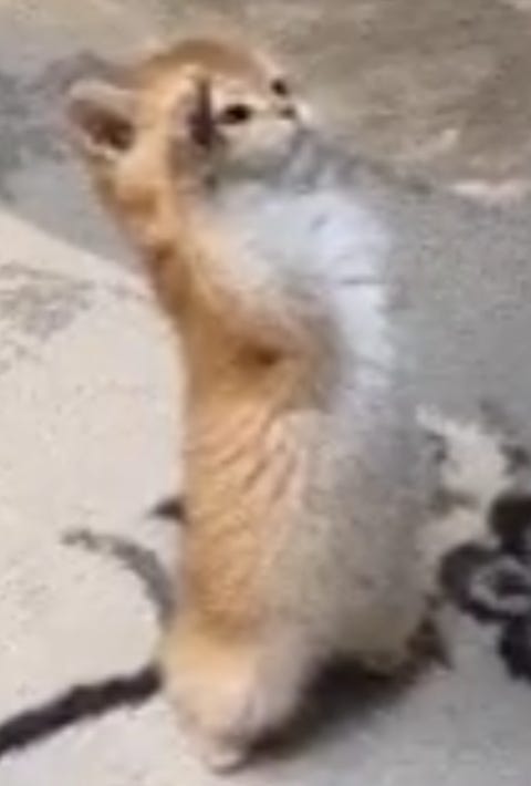 the-pope-offers-wisdom