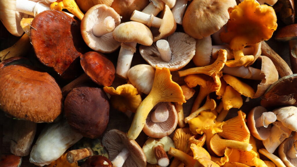 mushroom-foragers-collect-160-species-for-food,-medicine,-art,-and science