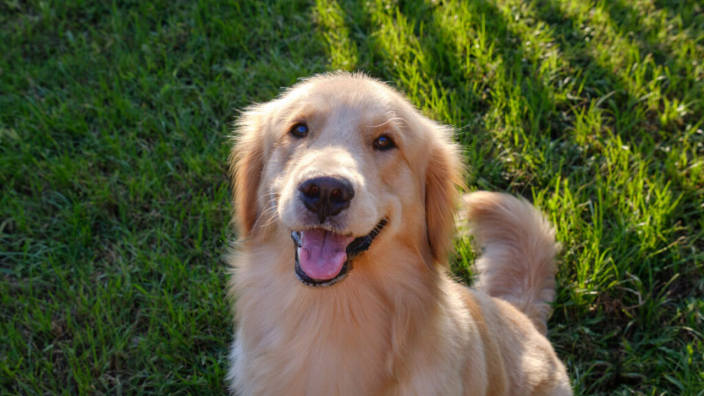 many-genes-associated-with-dog-behavior-influence-human-personalities,-too