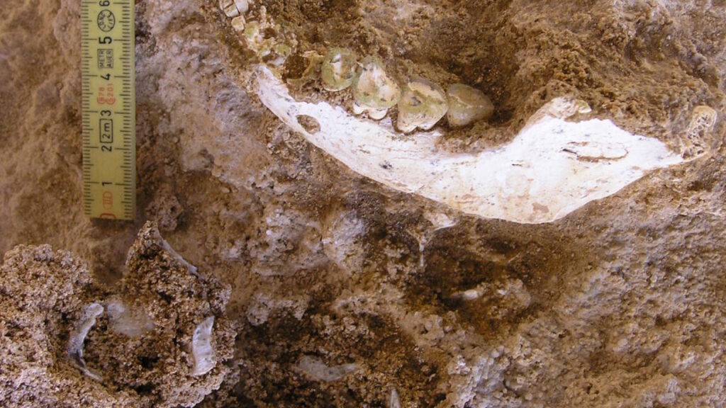 we-have-a-fossil-closer-to-our-split-with-neanderthals-and-denisovans