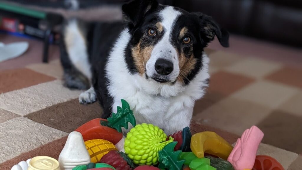 these-dogs-eavesdrop-on-their-owners-to-learn-new-words