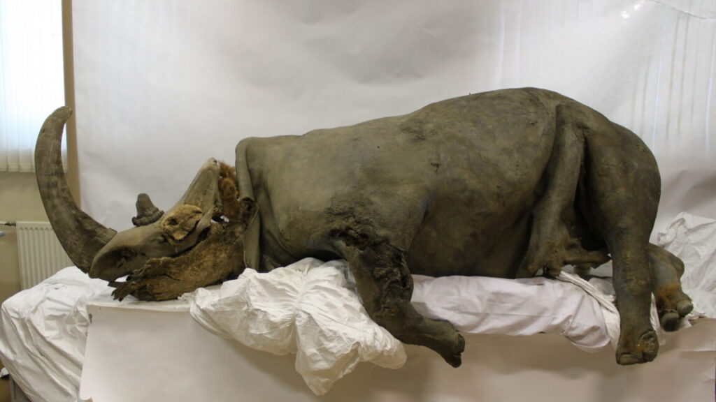 scientists-sequence-a-woolly-rhino-genome-from-a-14,400-year-old-wolf’s-stomach