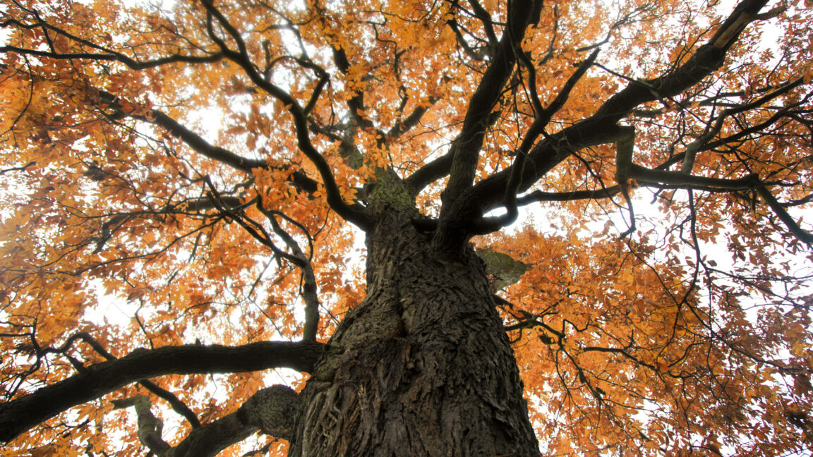 bringing-the-“functionally-extinct”-american-chestnut-back-from-the-dead