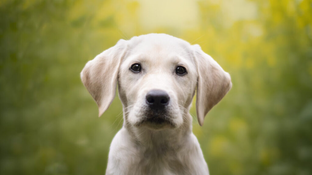 ring-cancels-flock-deal-after-dystopian-super-bowl-ad-prompts-mass-outrage