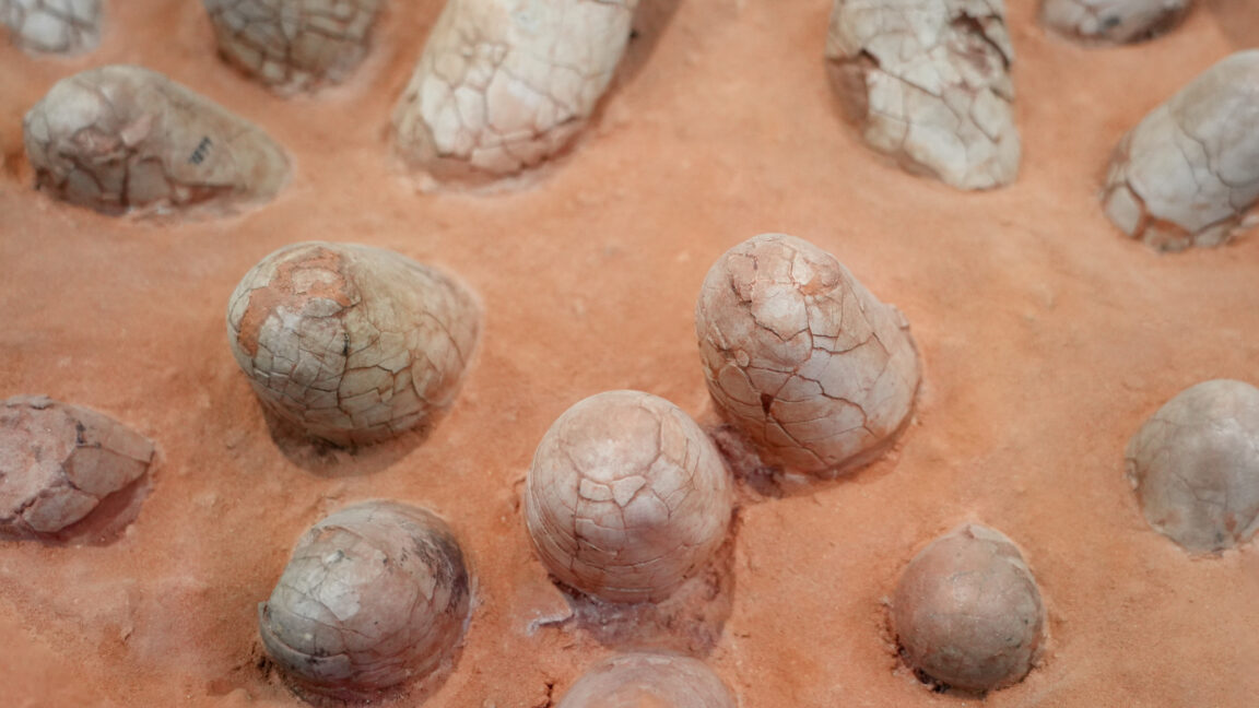 dinosaur-eggshells-can-reveal-the-age-of-other-fossils