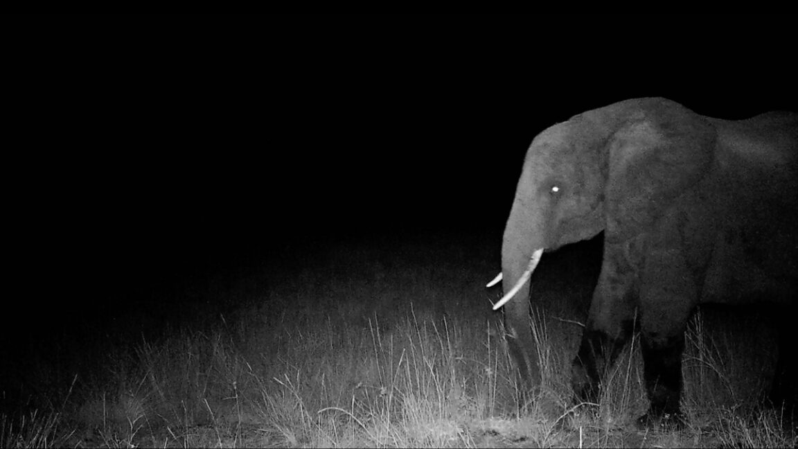 hunting-for-elusive-“ghost-elephants”